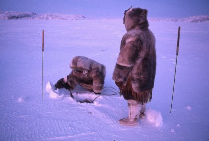 II.1: INUIT FOOD: 1. Sealing ~ People of the Arctic by John Tyman